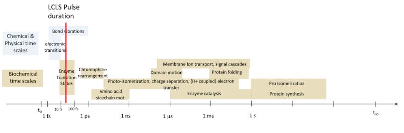 X-rays produced by LCLS are nominally 40 fs long, allowing for a greater time resolution of biomolecules than any other source in the world.