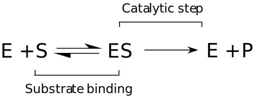 Catalytic cycle of enzymes