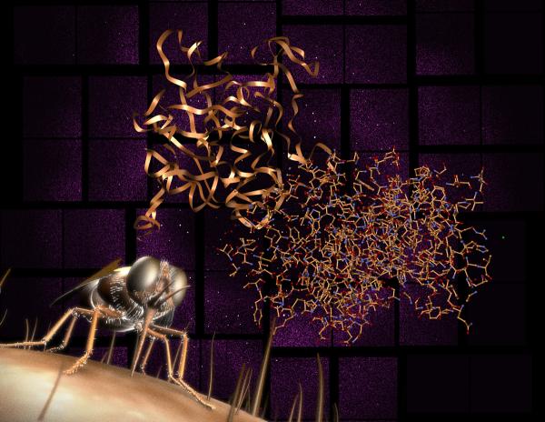 Artist rendition of the Cathepsin B molecule involved in African sleeping sickness, which is transmitted by tsetse flies