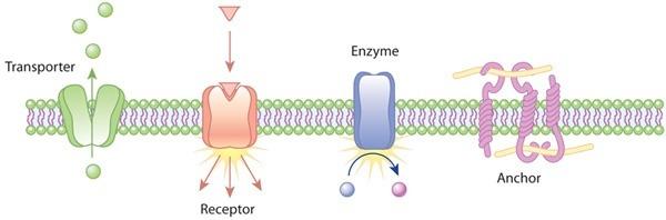 Membrane proteins