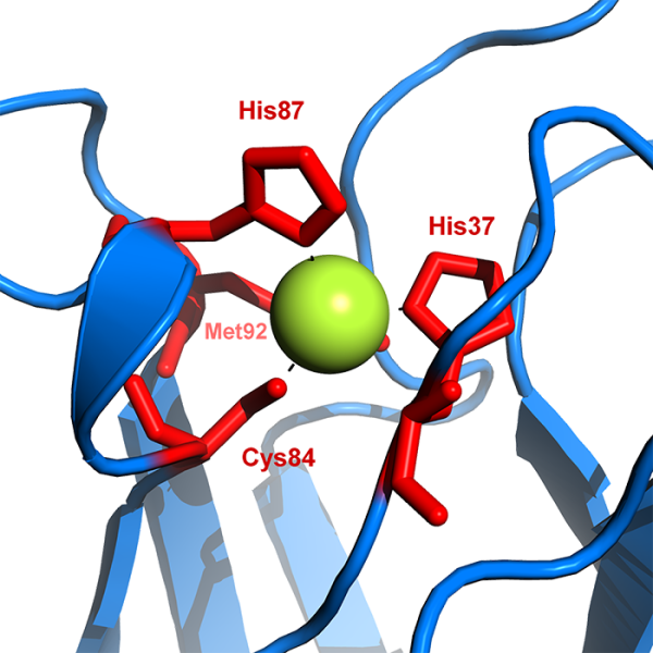 Plastocyanin, a copper protein found in a variety of plants, where it is involved in photosynthesis.