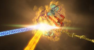 A protein from photosynthetic bacteria changing shape in response to light