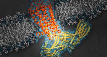 Arrestin (yellow), an important type of signaling protein, while docked with rhodopsin (orange), a G protein-coupled receptor.