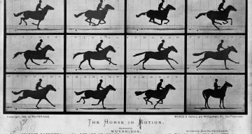 The Horse in Motion photograph by Eadweard Muybridge (1878)