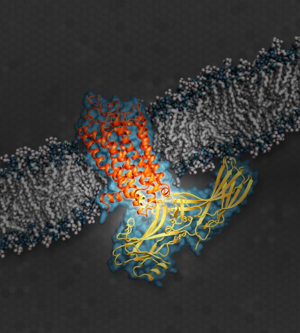 Arrestin (yellow), an important type of signaling protein, while docked with rhodopsin (orange), a G protein-coupled receptor.