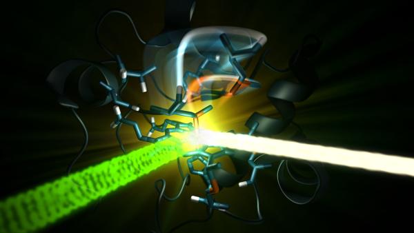 An optical laser (green) exciting the iron-containing active site of the protein cytochrome c, and then an X-ray laser (white) probing the iron a few femtoseconds to picoseconds later