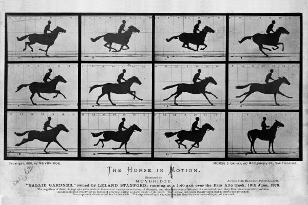 The Horse in Motion photograph by Eadweard Muybridge (1878)